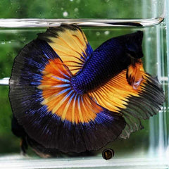 Over Half Moon Betta Butterfly Male