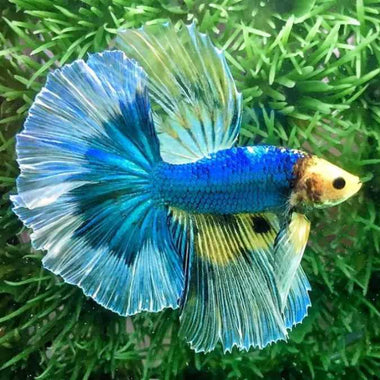 Over Half Moon Betta Butterfly Male