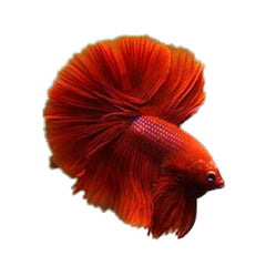 Over Half Moon Betta Red Sky Hawk