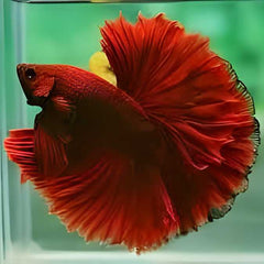 Over Half Moon Betta Red Sky Hawk