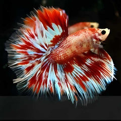 Over Half Moon Betta Red Sky Hawk