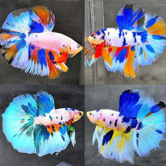 Over Half Moon Betta Candy