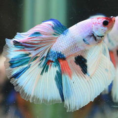 Over Half Moon Betta Candy