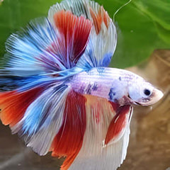 Over Half Moon Betta Candy