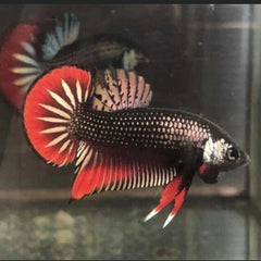 Wild Betta Imbellis Copper Male