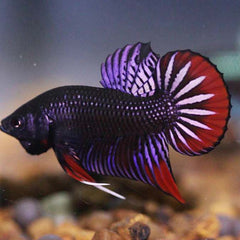 Wild Betta Imbellis Copper Male