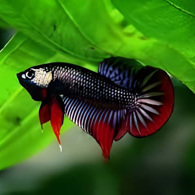 Wild Betta Imbellis Copper Male