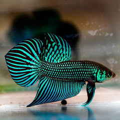 Wild Betta Alien Green Spade Tail Male