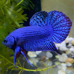 Wild Betta Alien Blue Male
