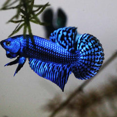 Wild Betta Alien Blue Male