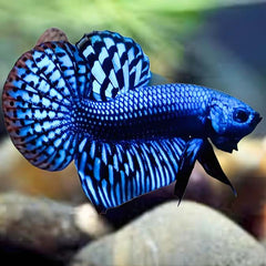Wild Betta Alien Blue Male