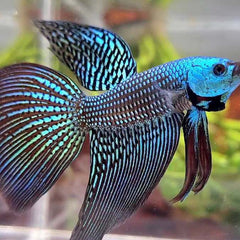 Wild Betta Alien Long Tail Male