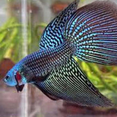 Wild Betta Alien Long Tail Male