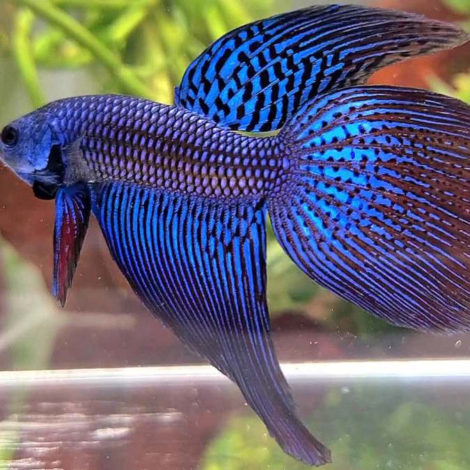 Wild Betta Alien Long Tail Male