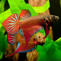 Wild Betta Red Splendens Phu Area Male