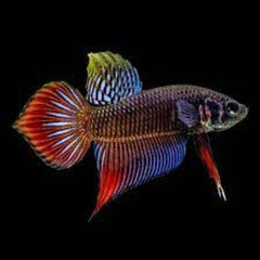 Wild Betta Red Splendens Phu Area Male