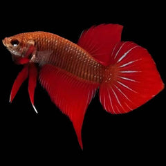 Wild Betta Red Benjarong Spade Tail Male