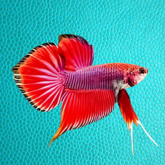 Wild Betta Red Benjarong Spade Tail Male