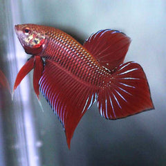 Wild Betta Red Splendens Spade Tail Male