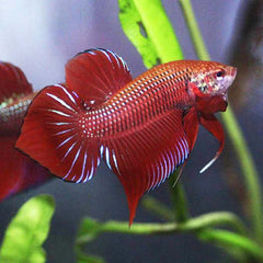 Wild Betta Red Splendens Spade Tail Male
