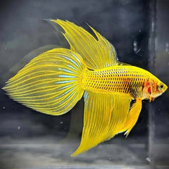 Wild Betta Yellow Splendens Spade Tail Male