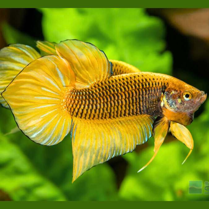 Wild Betta Yellow Splendens Spade Tail Male