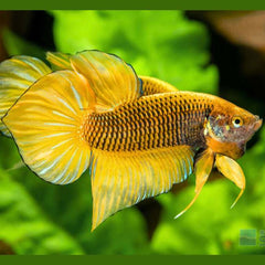 Wild Betta Yellow Splendens Spade Tail Male