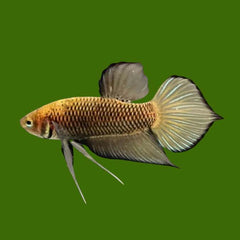 Wild Betta Yellow Benjarong Spade Tail Male