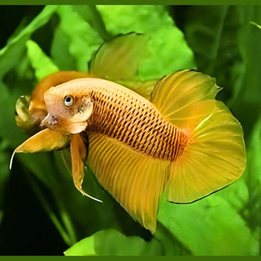 Wild Betta Yellow Benjarong Spade Tail Male