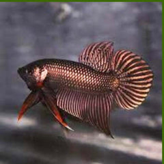 Wild Betta Smaragdina Copper Spade Tail Male