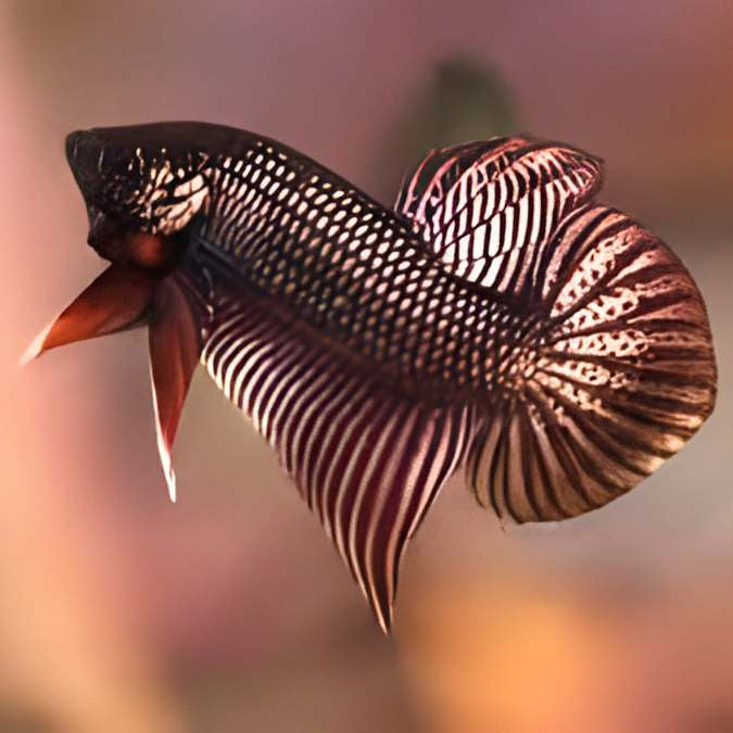 Wild Betta Smaragdina Copper Spade Tail Male