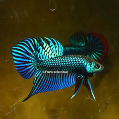 Wild Betta Mahachai Green Spade Tail Male