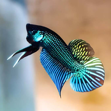 Wild Betta Mahachai Green Spade Tail Male