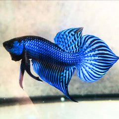 Wild Betta Mahachai Blue Spade Tail Male