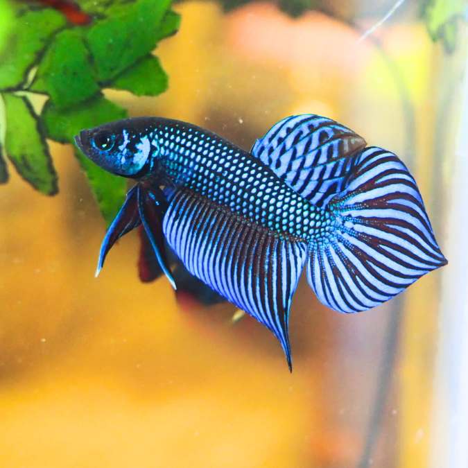 Wild Betta Mahachai Blue Spade Tail Male