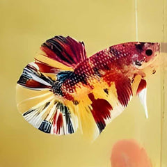 Fancy Plakat Betta Male Avatar Nemo Gold