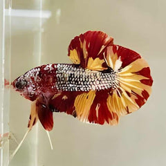 Yellow Copper Metallic Galaxy Plakat Male Betta
