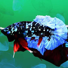 Fancy Plakat Betta Male Avatar Black Star
