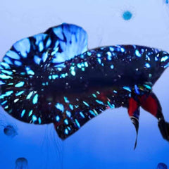 Fancy Plakat Betta Male Avatar Black Star