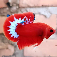 Fancy Plakat Betta Red Hellboy Male