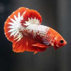 Fancy Plakat Betta Red Hellboy Male