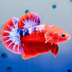Fancy Plakat Betta Red Hellboy Male
