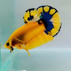 Fancy Plakat Betta Yellow Hellboy Male