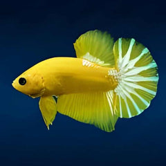 Fancy Plakat Betta Yellow Hellboy Male