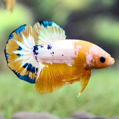 Fancy Plakat Betta Yellow Hellboy Male