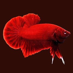 Fancy Plakat Betta Super Red Male