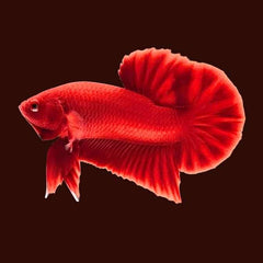 Fancy Plakat Betta Super Red Male