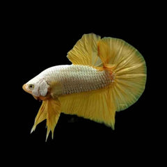 Fancy Plakat Betta Super Gold Male