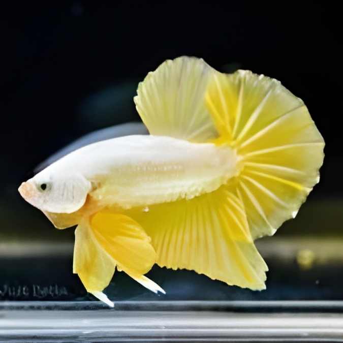 Fancy Plakat Betta Super Gold Male