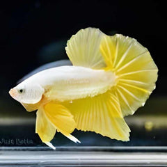 Fancy Plakat Betta Super Gold Male